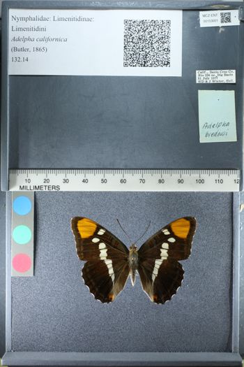 Media type: image;   Entomology 153001